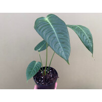 Anthurium veitchii L Super Narrow