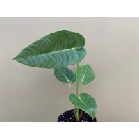 Anthurium veitchii L Super Narrow