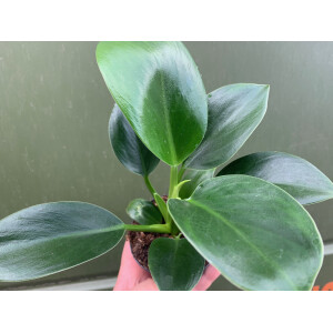 Philodendron green princess