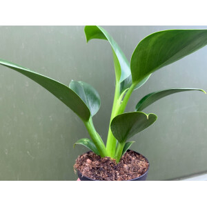 Philodendron green princess