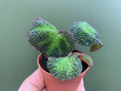 Begonia rex Babyplant