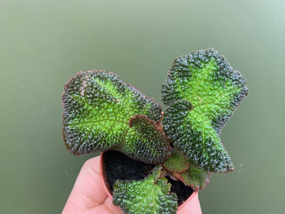 Begonia rex Babyplant