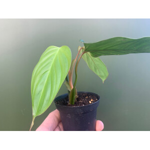 Philodendron ornatum