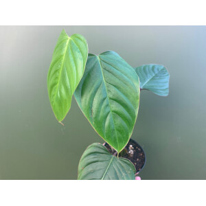 Philodendron ornatum