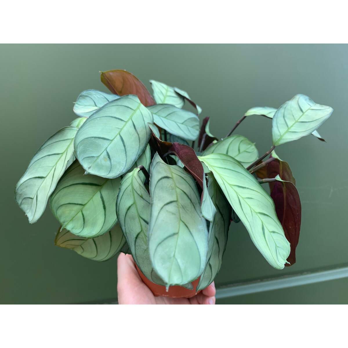 Maranta L. Amabilis Mint 