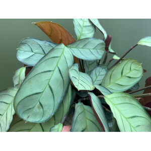 Maranta L. Amabilis Mint 