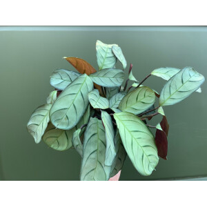 Maranta L. Amabilis Mint 