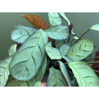 Maranta L. Amabilis Mint 