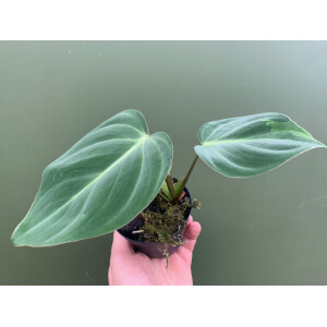 Philodendron gloriosum S