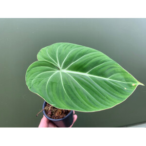Philodendron gloriosum S