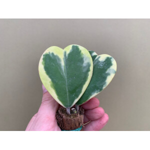 Hoya Kerrii Albomarginata