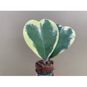 Hoya Kerrii Albomarginata