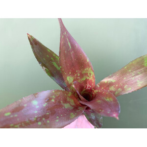Neoregelia green spottet