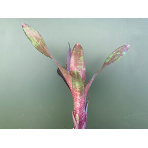 Neoregelia green spottet