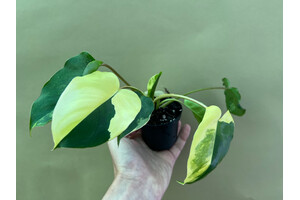 Philodendron burle marx variegata S