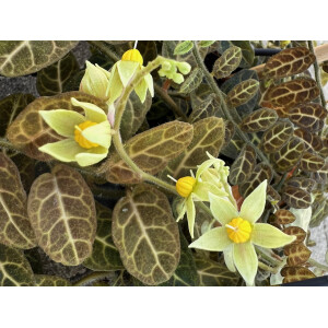 Solanum evolvulifolium