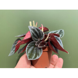 Peperomia caperata Rosso Babyplanrt