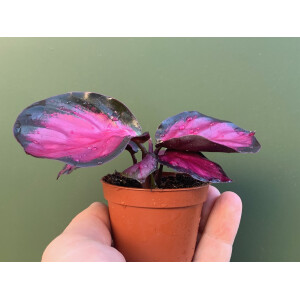 Calathea roseopicta "Rosy" Babyplant
