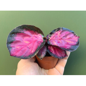 Calathea roseopicta "Rosy" Babyplant