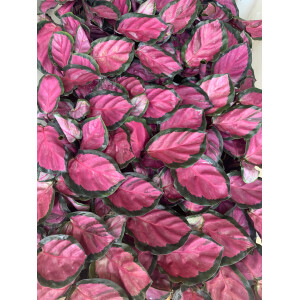 Calathea roseopicta "Rosy" Babyplant