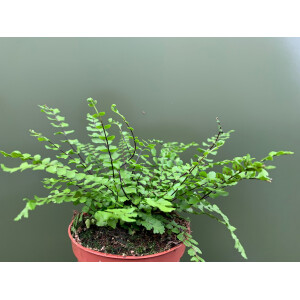 Asplenium trichomanes