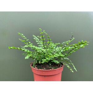 Asplenium trichomanes