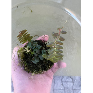 Marcgravia spec. Peru