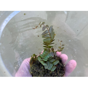 Marcgravia spec. Peru