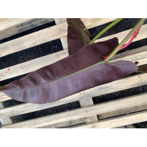 Philodendron atabapoense