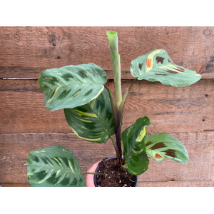 Maranta leuconeura kerchoveana variegata