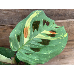 Maranta leuconeura kerchoveana variegata