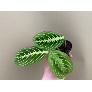 Maranta Lemon Lime