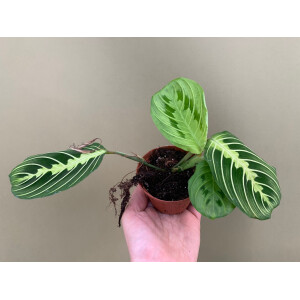 Maranta Lemon Lime