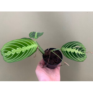 Maranta Lemon Lime