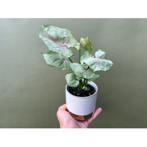 Syngonium Mango Allusion