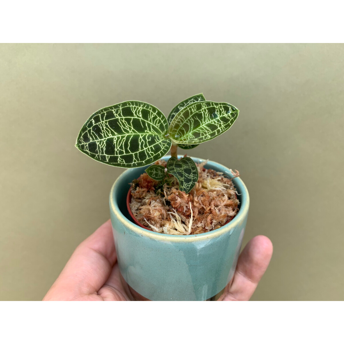 Macodes petola Juwelorchidee, 15,90