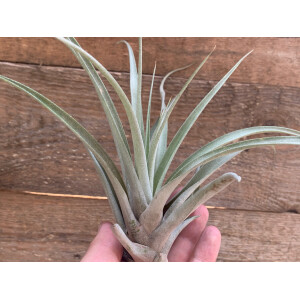 Tillandsia capitata L