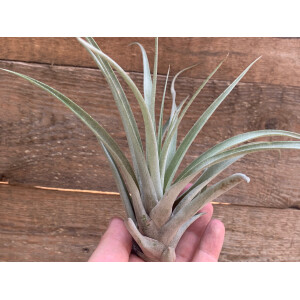 Tillandsia capitata L