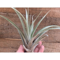 Tillandsia capitata L