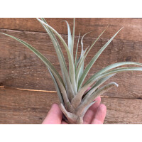 Tillandsia capitata L
