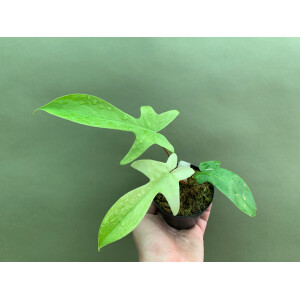 Philodendron Florida Ghost