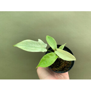 Philodendron Florida Ghost