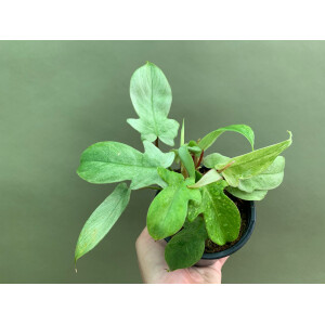 Philodendron Florida Ghost