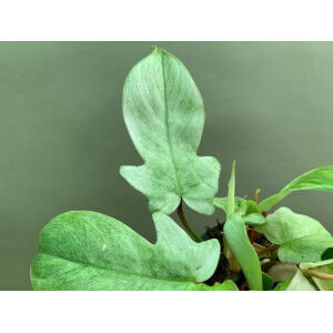 Philodendron Florida Ghost