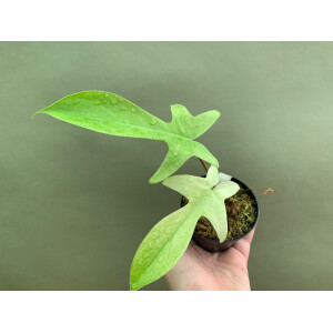 Philodendron Florida Ghost