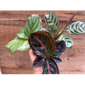 Calathea Baby Plant Mix ( 3 Pflanzen)