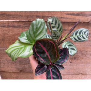 Calathea Baby Plant Mix ( 3 Pflanzen)