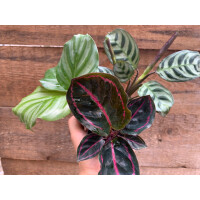 Calathea Baby Plant Mix ( 3 Pflanzen)