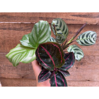 Calathea Baby Plant Mix ( 3 Pflanzen)