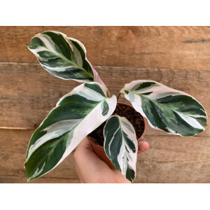 Calathea white fusion M